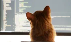 Featured image of post Development